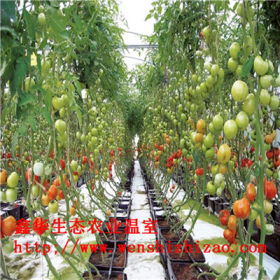 无土栽培设备 无土栽培水果管道种植 草莓种植架 温室厂家报价